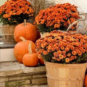 Meet your Posher, Marisa